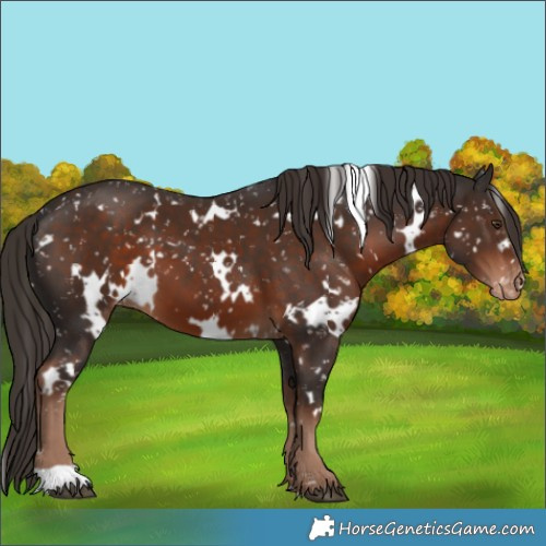 Horse Color:White Spotted Liver Chestnut Appaloosa 