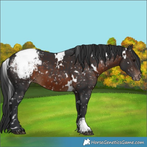 Horse Color:White Spotted Brown Appaloosa 