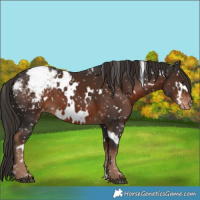 Horse Color:White Spotted Liver Chestnut Snowflake Varnish