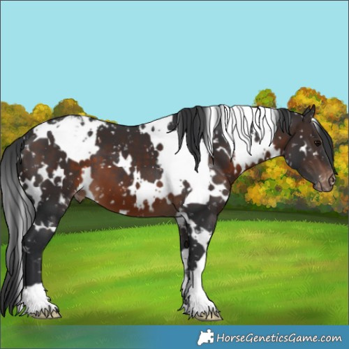 Horse Color:White Spotted Brown Appaloosa 