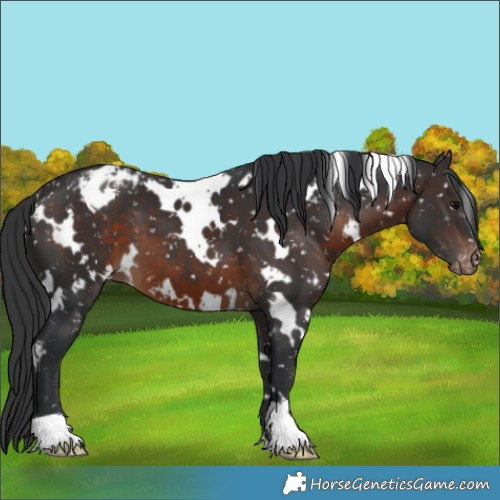 Horse Color:White Spotted Brown Appaloosa 