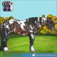 Horse Color:White Spotted Brown Snowflake Varnish 