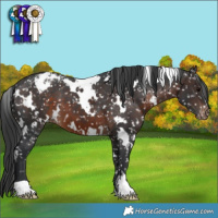 Horse Color:White Spotted Brown Appaloosa