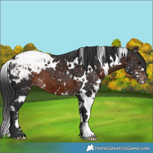 Horse Color:White Spotted Brown Appaloosa 