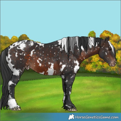 Horse Color:White Spotted Brown Appaloosa 