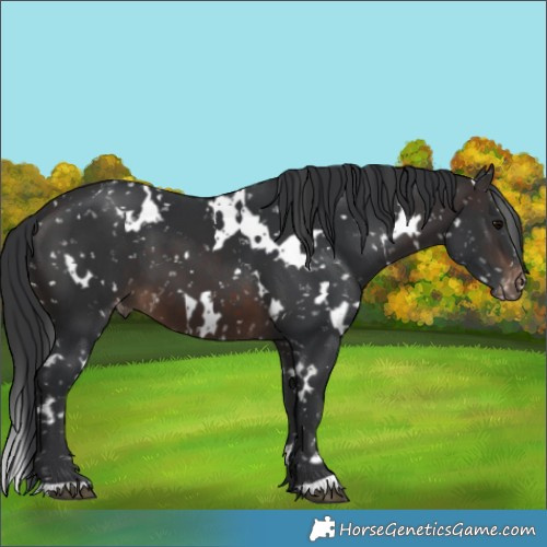 Horse Color:White Spotted Brown Appaloosa 