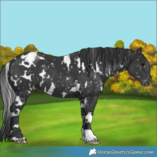 Horse Color:White Spotted Black Appaloosa 