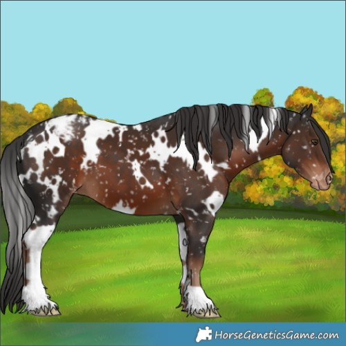 Horse Color:White Spotted Liver Chestnut Appaloosa 
