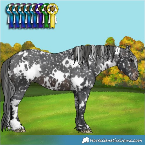 Horse Color:White Spotted Brown Snowflake Varnish