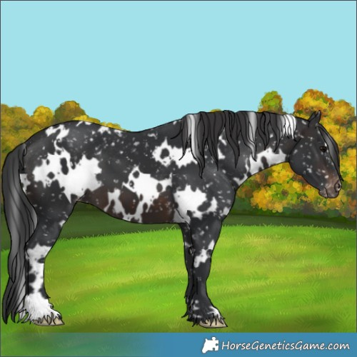 Horse Color:White Spotted Brown Appaloosa 