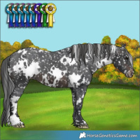 Horse Color:White Spotted Brown Snowflake Varnish