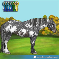 Horse Color:White Spotted Brown Appaloosa