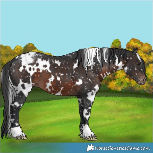 Horse Color:White Spotted Brown Appaloosa 