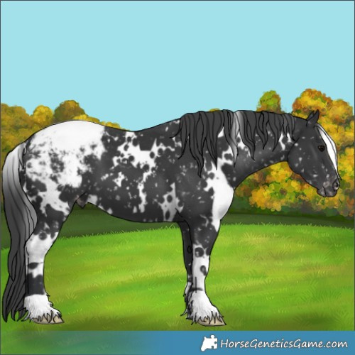 Horse Color:White Spotted Black Appaloosa 
