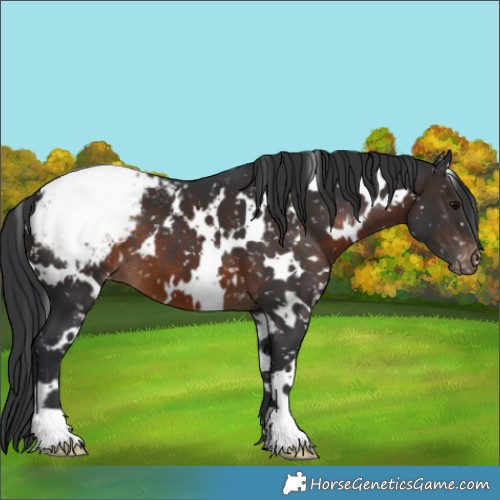 Horse Color:White Spotted Brown Appaloosa 