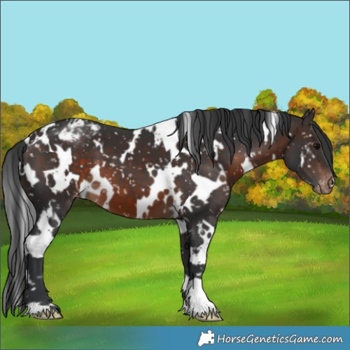 Horse Color:White Spotted Brown Appaloosa 