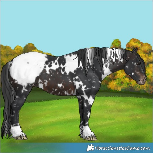 Horse Color:White Spotted Brown Appaloosa 