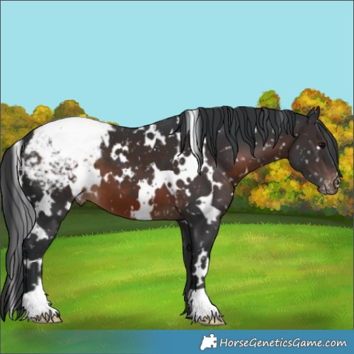 Horse Color:White Spotted Brown Appaloosa