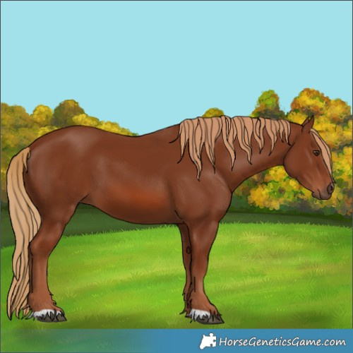 Horse Color:Chestnut 