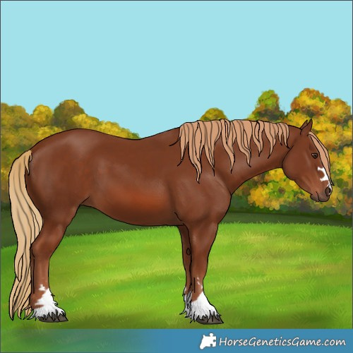 Horse Color:Chestnut 