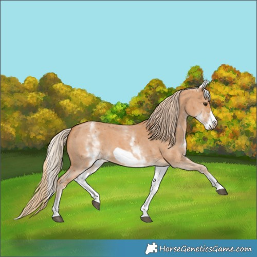 Horse Color:White Spotted Chestnut Sabino Frame 