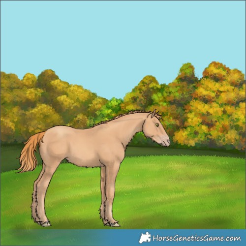 Horse Color:Gold Champagne