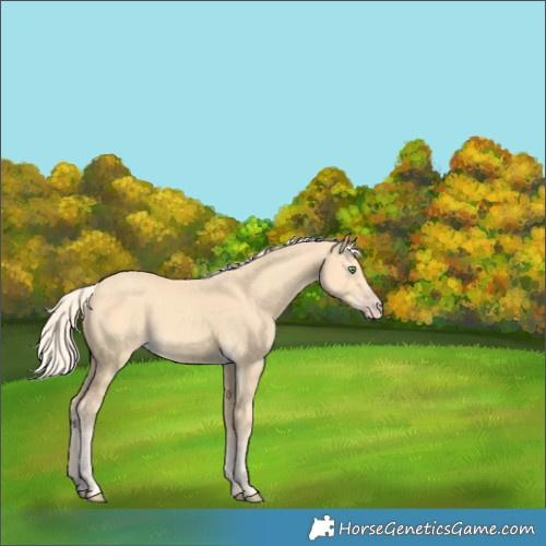Horse Color:Gold Cream Champagne 