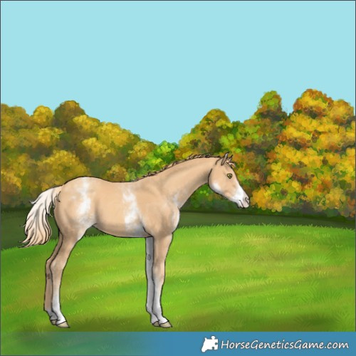 Horse Color:White Spotted Gold Champagne 