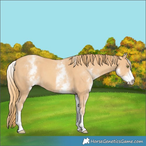 Horse Color:White Spotted Gold Champagne 