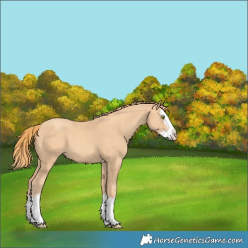 Horse Color:Gold Champagne Splash 