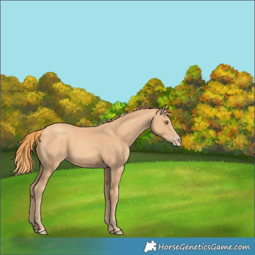 Horse Color:Gold Champagne 