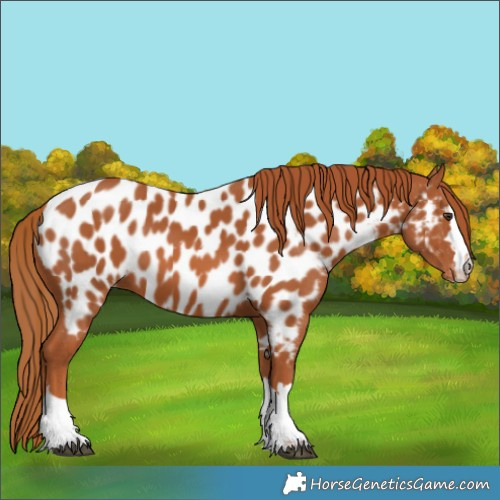 Horse Color:Chestnut Appaloosa 