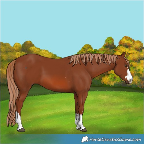 Horse Color:Chestnut 