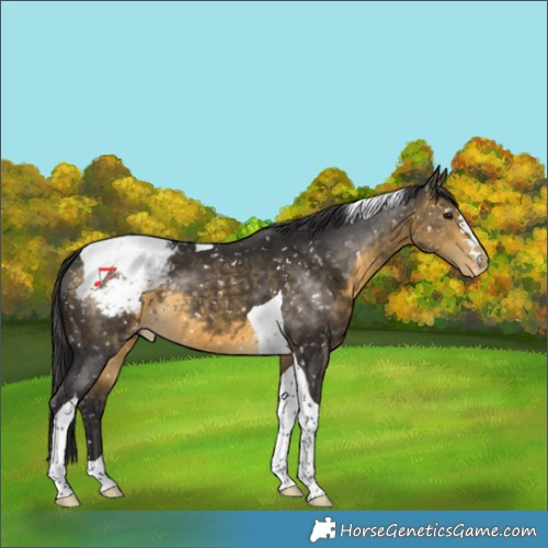 Horse Color:Buckskin Tobiano Appaloosa 