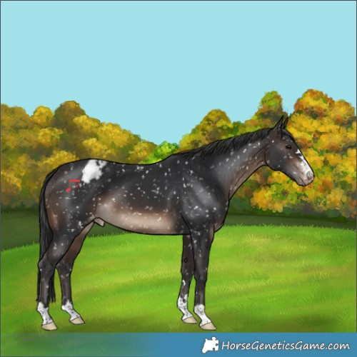 Horse Color:Brown Appaloosa 