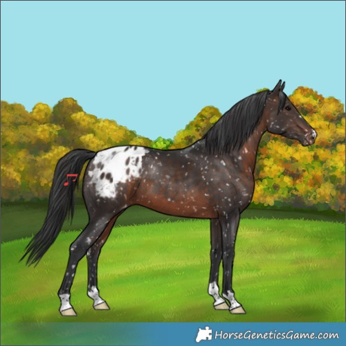 Horse Color:Brown Appaloosa 