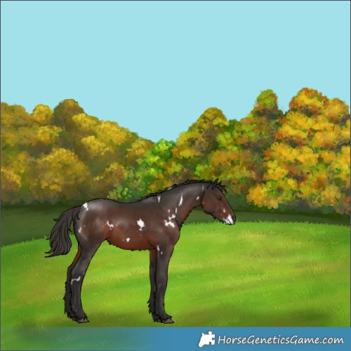 Horse Color:White Spotted Liver Chestnut 