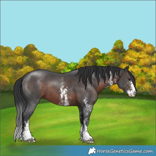 Horse Color:Brown Sabino 