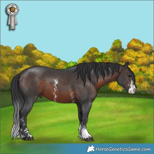 Horse Color:Brown Sabino