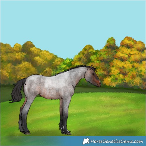 Horse Color:Brown Roan 