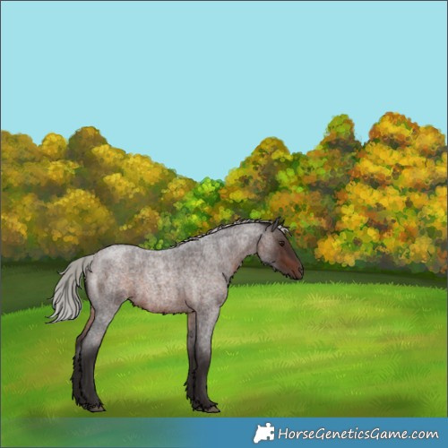 Horse Color:Silver Brown Roan 