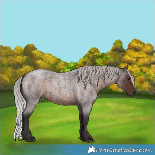 Horse Color:Silver Brown Roan 