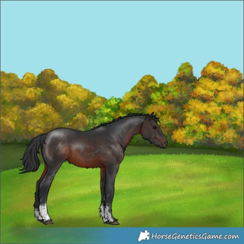Horse Color:Brown Sabino