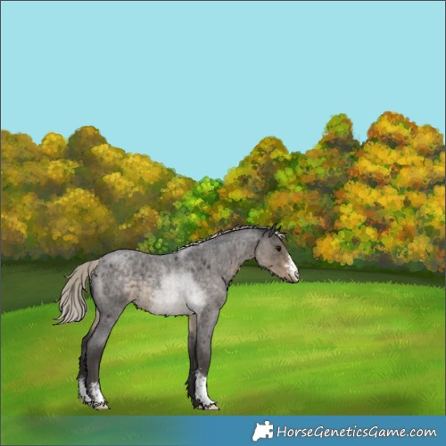 Horse Color:Silver Smoky Blue Roan Sabino