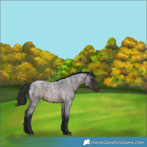 Horse Color:Brown Roan