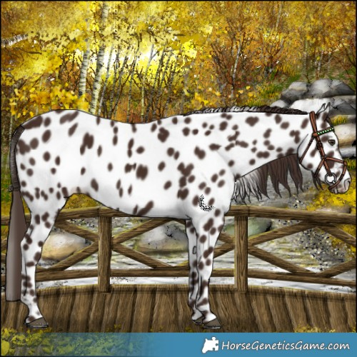 Horse Color:Liver Chestnut Near Leopard 