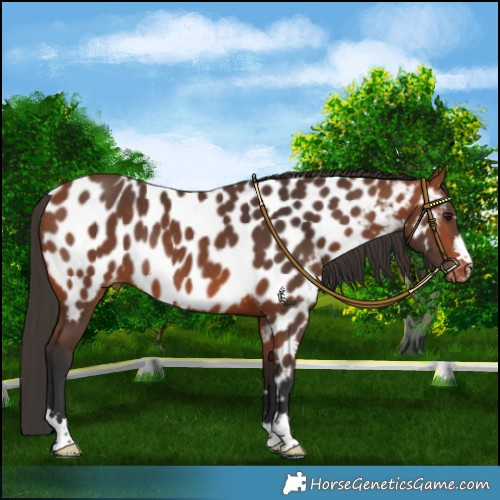 Horse Color:Bay Near Leopard Rabicano