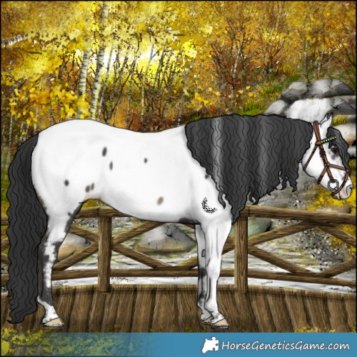 Horse Color:Black Appaloosa Rabicano 