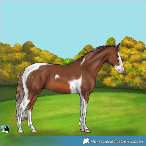 Horse Color:Chestnut Splash Tobiano