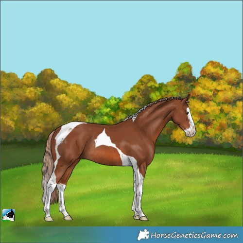 Horse Color:Chestnut Splash Tobiano Rabicano